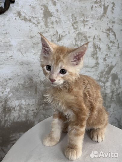 Котёнок мейн-кун мальчик