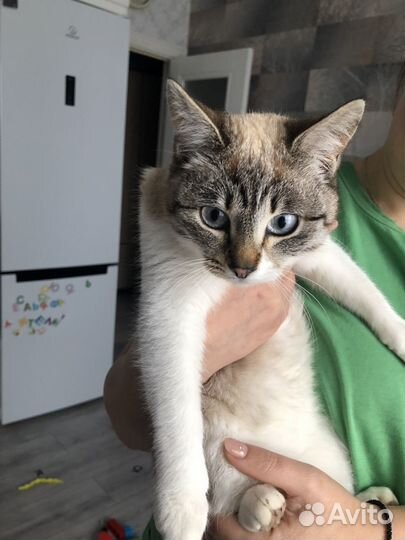 Кошки в добрые руки бесплатно