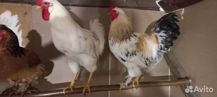 Петухи