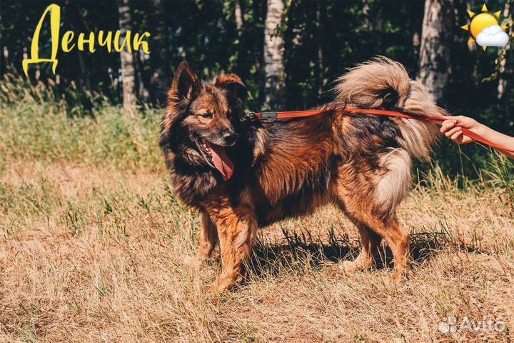 Дэн, ласковый и дружелюбный пёс