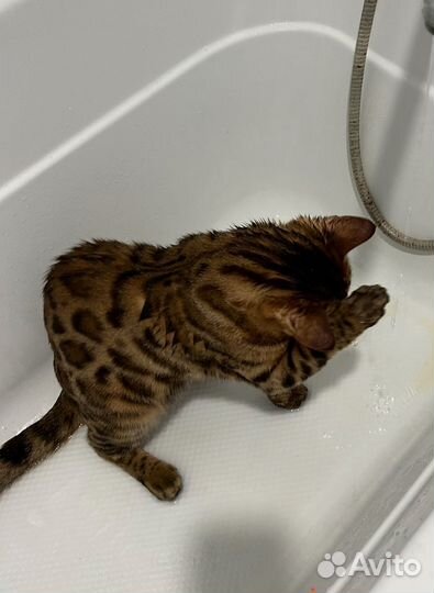 Бенгальский кот