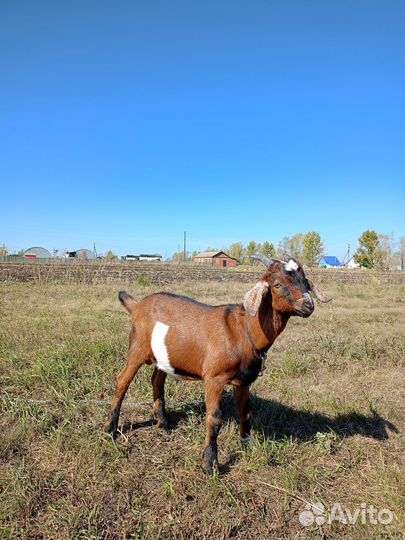 Козёл нубииц