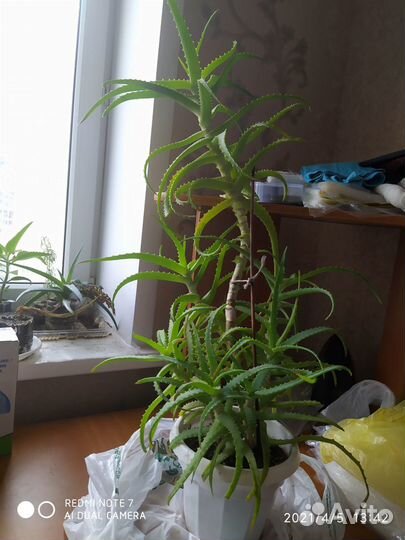 Алое столетник,Алое Вера