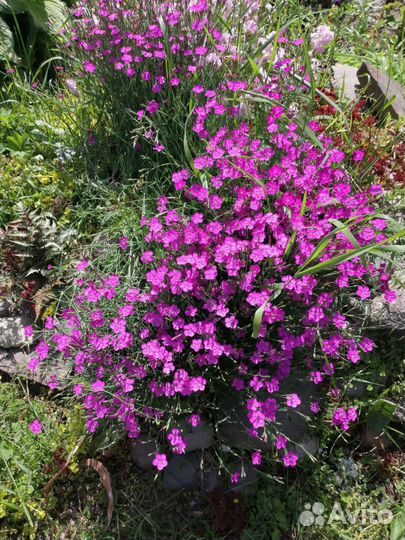 Цветы многолетники