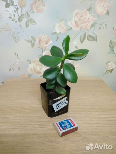 Денежное дерево