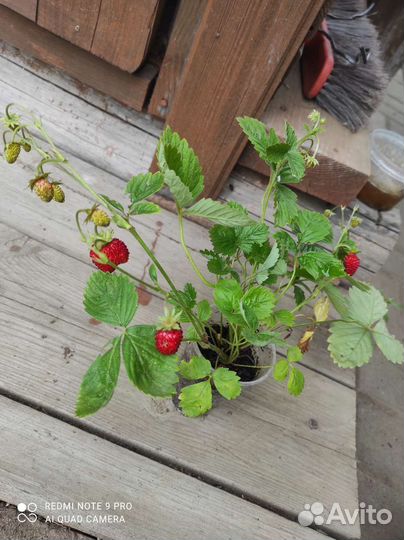 Земляника ремонтантная
