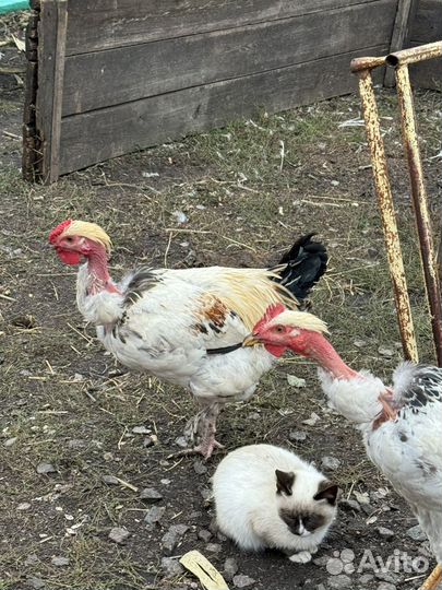 Молодые петушки