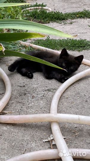 Котята бесплатно котята отдам в добрые руки