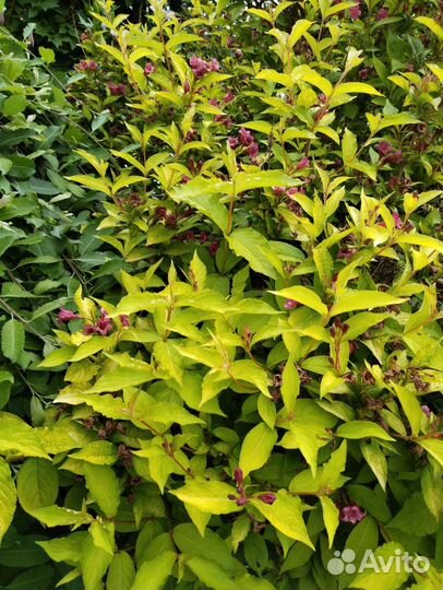 Вейгела 4 сорта