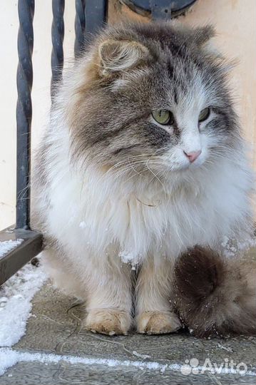 Кот в добрые руки