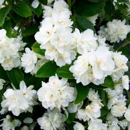 Жасмин махровый Снежная буря и Лемуана Лавина