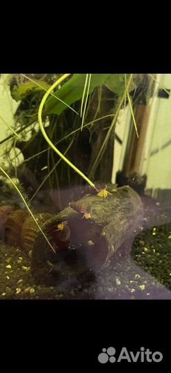 Тиломелания улитка