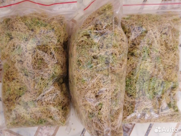 Мох сфагнум