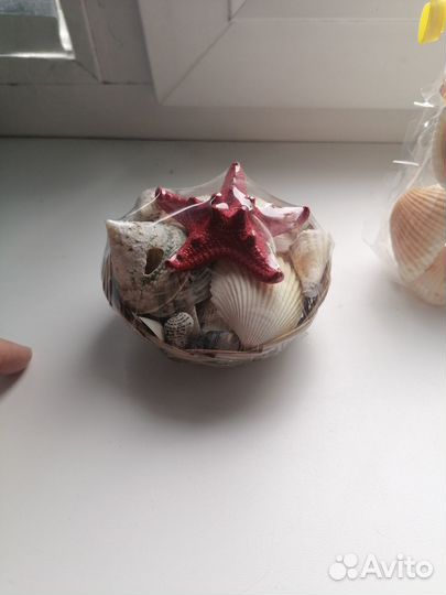 Морские ракушки раковины