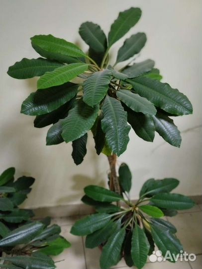 Молочая детки бесплатно