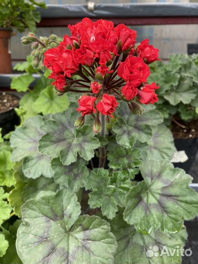 Сортовые пеларгонии