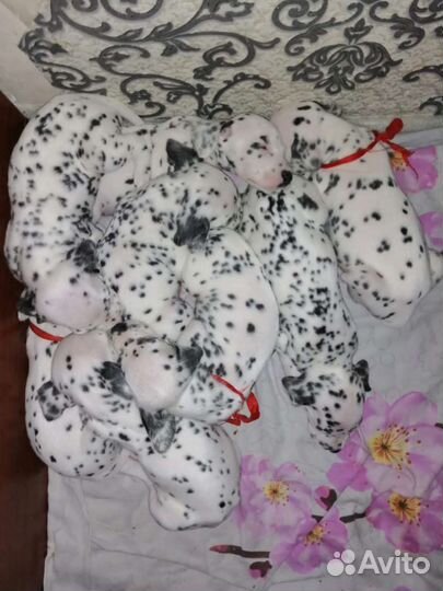 Далматин девочка вязка