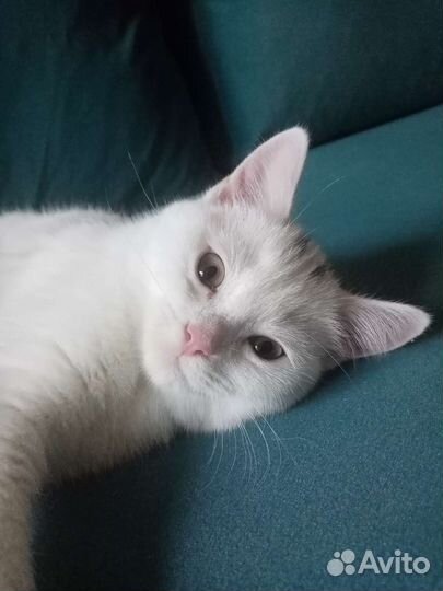 Котята в добрые руки бесплатно