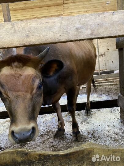 Телочки и коровы