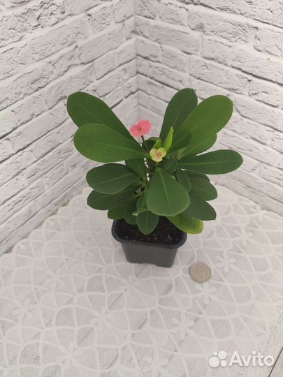 Комнатные растения. Молочай Миля