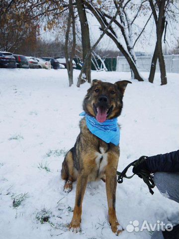 Собака улыбака Кекс в добрые руки