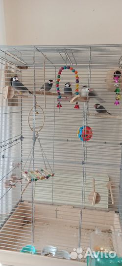 Продам Рисовых Амадинов