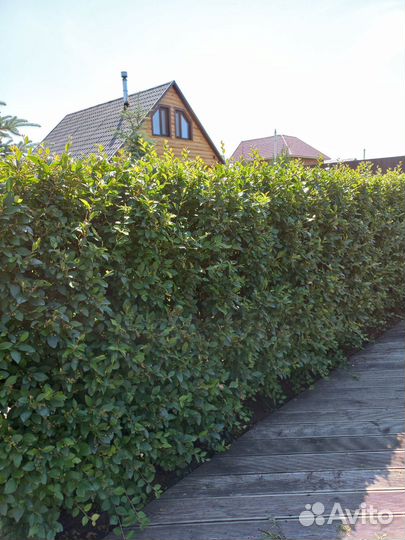 Кизильник,барбарис,дерен,спиреи