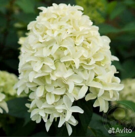 Гортензия метельчатая