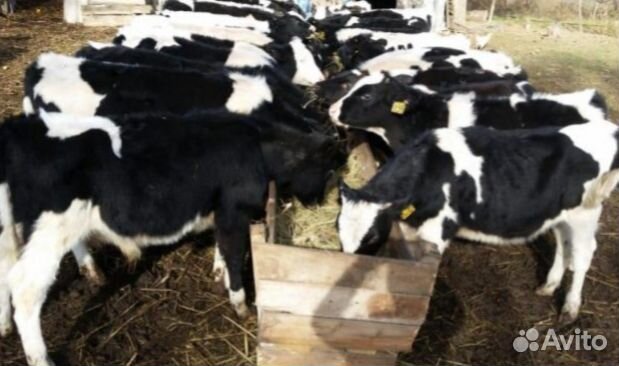 Бычки телята выпоенные от 2.5мес до 4мес