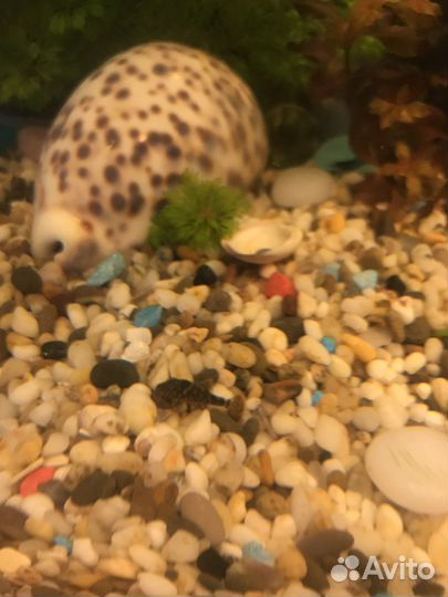 Рыба сомики