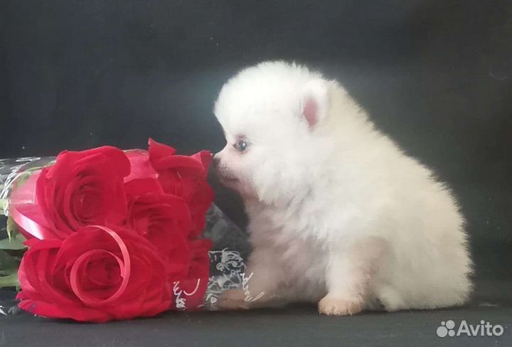 Щенки померанского шпица