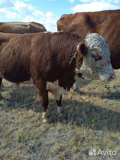 Бык, нетели