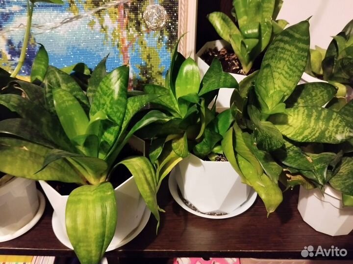 Сансевиерия ханни