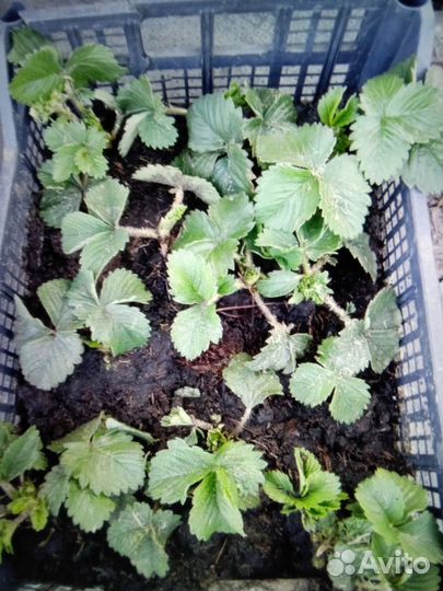 Саженцы и кустики