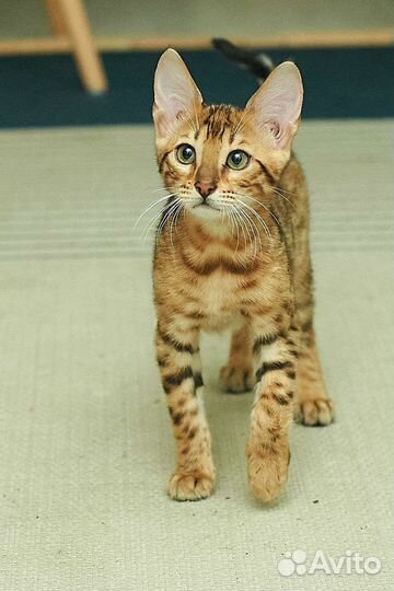 Бенгальские котята
