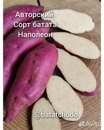 Батат сорт Наполеон