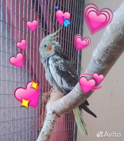 Попугай корелла с клеткой