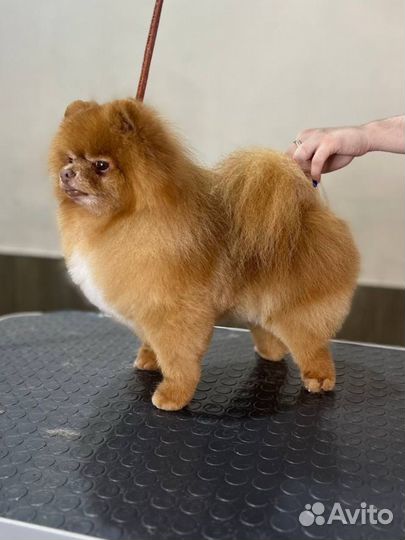 Груминг собак бесплатно