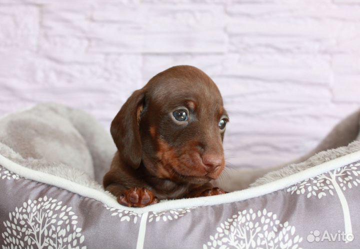 Такса миниатюрная