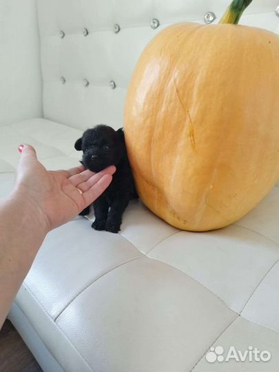 Черный мини мальчик шпица