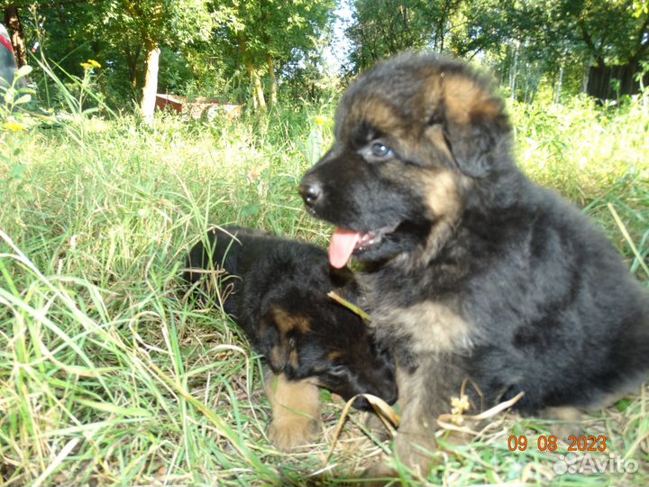 Шикарные Щенки немецкой овчарки