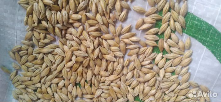 Ячмень яровой