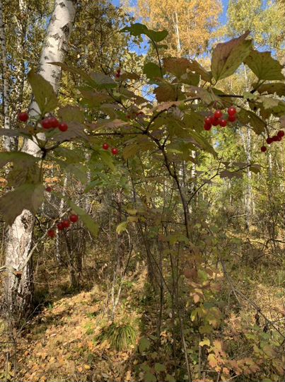 Участок 11,9 сот. (ИЖС)