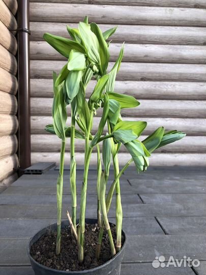 Купена, примула