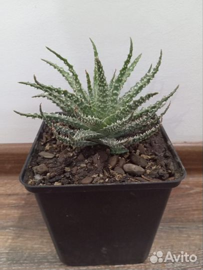 Сансевиерия