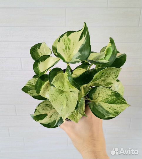 Сциндапсус Хеппи Лиф