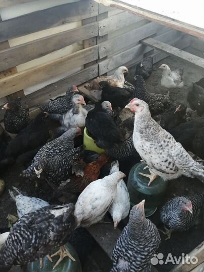 Петушки молодые