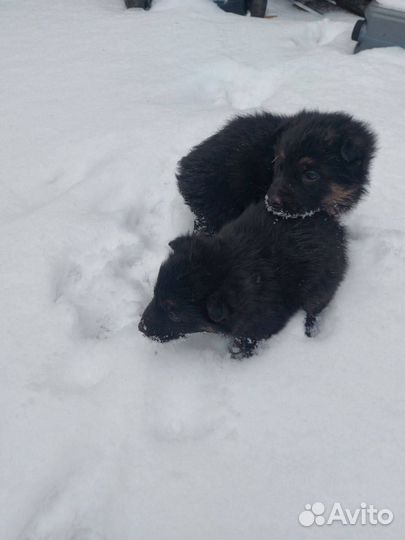 Щенки немецкой овчарки
