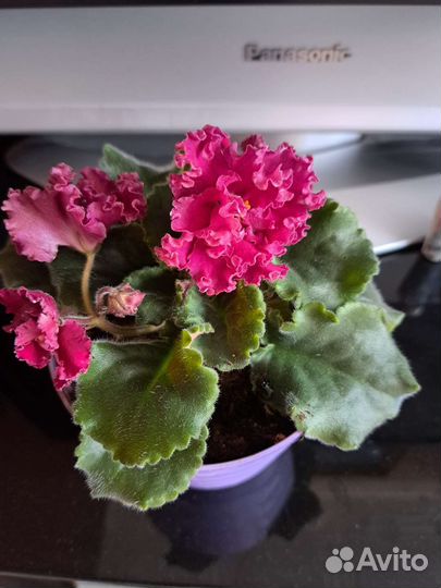 Листики фиалки