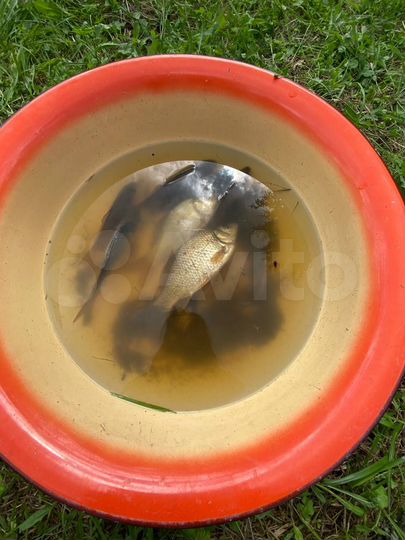 Дом 36,9 м² на участке 9 сот.